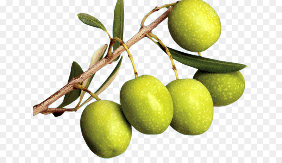 Azeite De，Olive Branch PNG