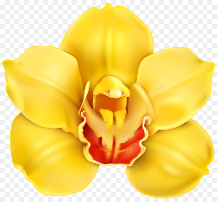 Orquídea，Amarelo PNG