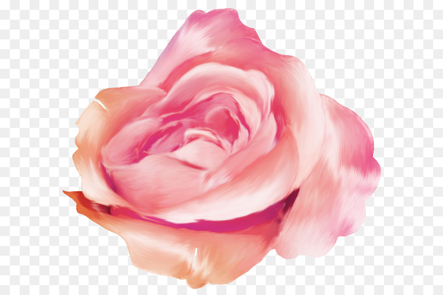 Rosa，Florescer PNG