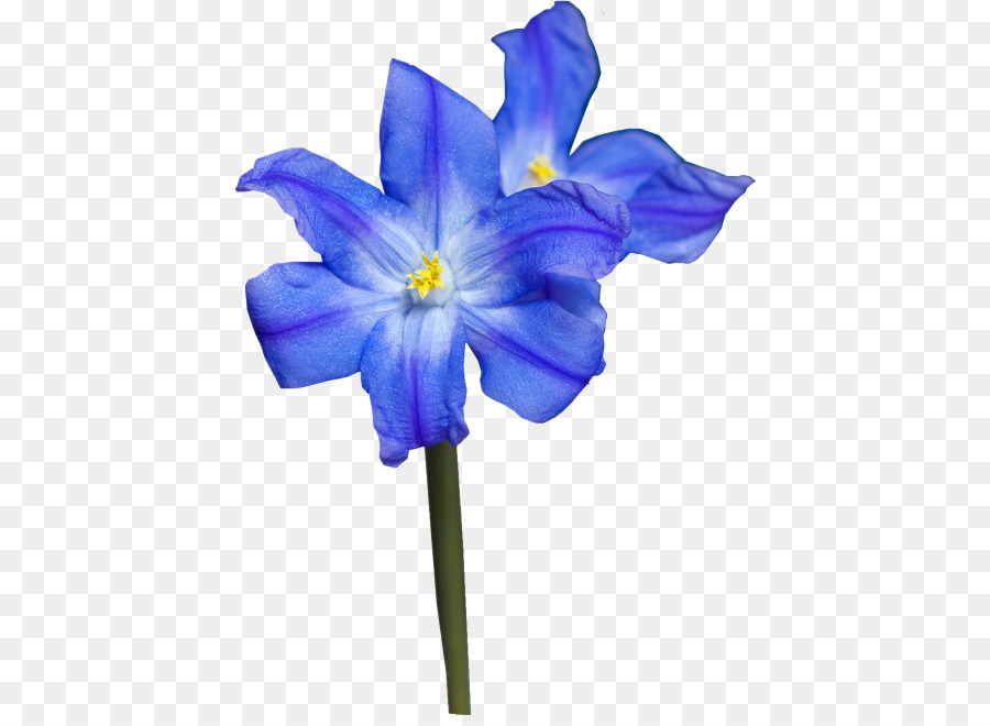 Flor Azul，Pétalas PNG