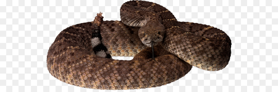 Cobra，Víboras PNG