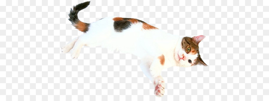 Gato，Mentindo PNG