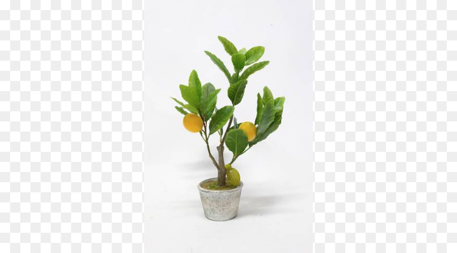 Flowerpot，Planta De Casa PNG