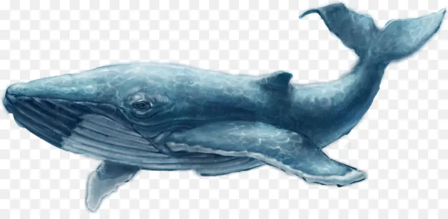 Golfinho Comum，Baleia Azul PNG