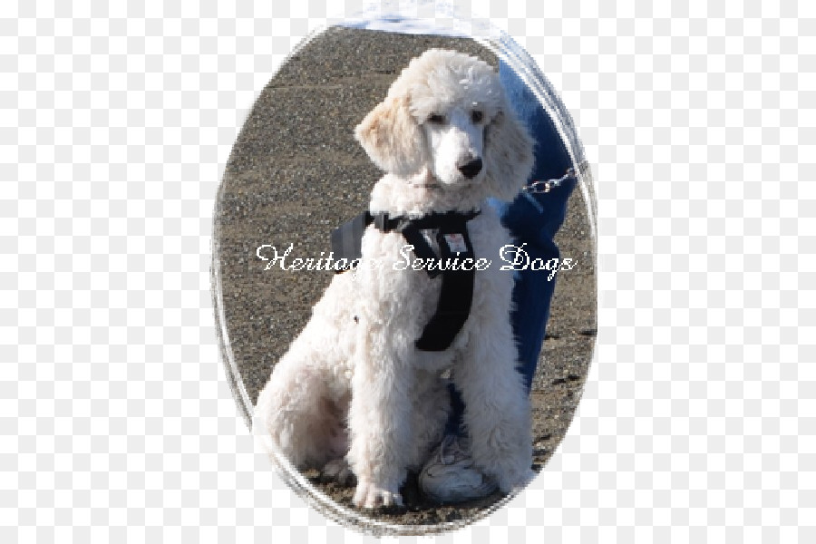 Padrão De Poodle，Poodle Miniatura PNG