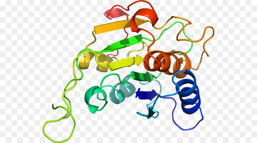 Estrutura Proteica，Biologia PNG