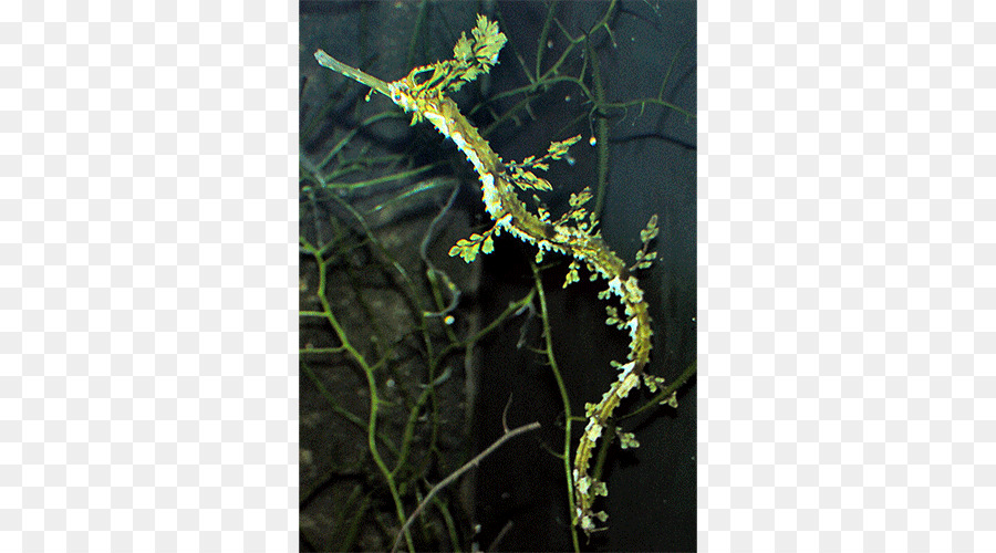 Haliichthys Taeniophorus，Frondosa Seadragon PNG