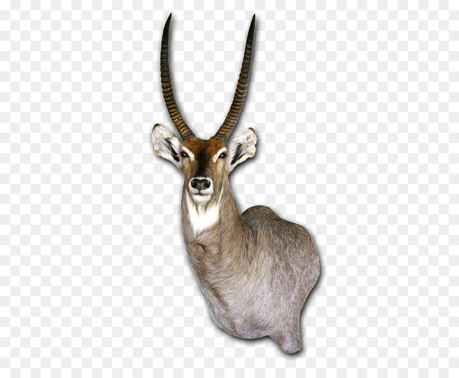 Waterbuck，Taxidermia PNG