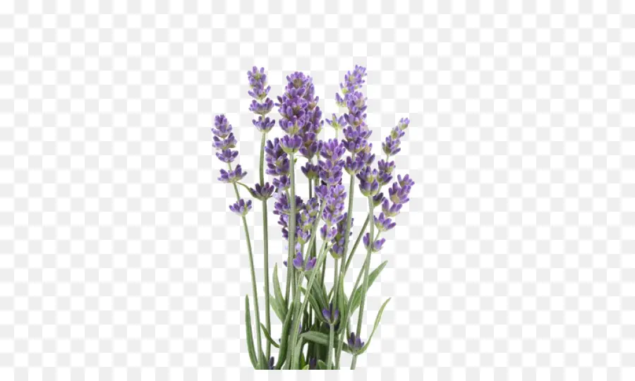 Inglês Lavanda，óleo De Lavanda PNG