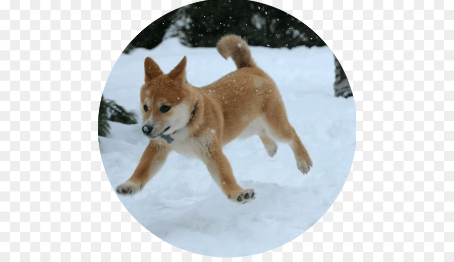 Shiba Inu，Bernese Mountain Dog PNG