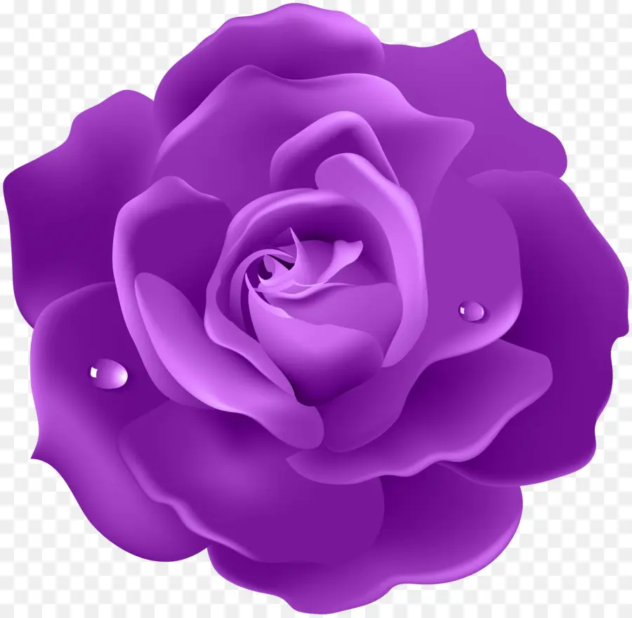 Rosa Roxa，Florescer PNG