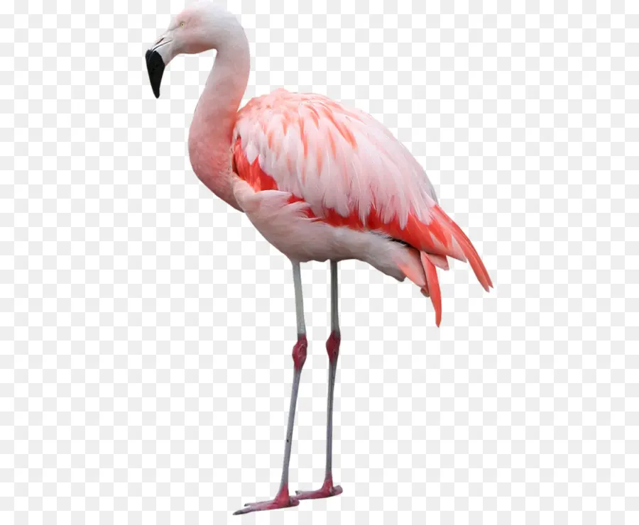 Flamingo，Pássaro PNG