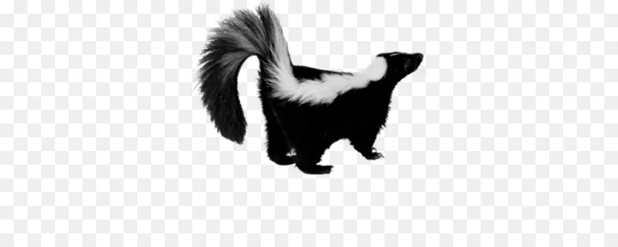 Skunk，Resolução De Imagem PNG