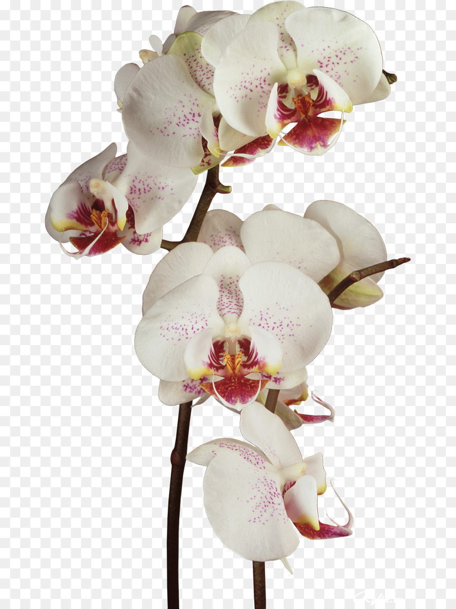 Orquídeas，Flor PNG