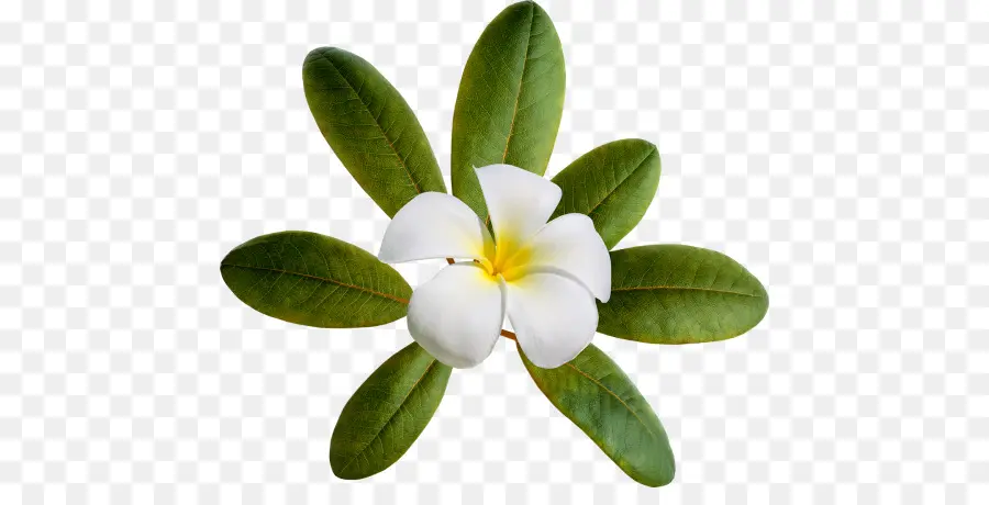 Flor Branca，Folhas Verdes PNG