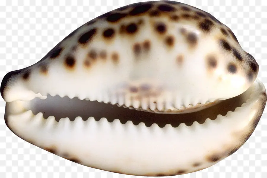 Berbigão，Seashell PNG