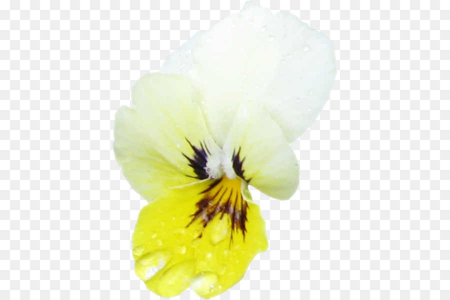 Pansy，Closeup PNG