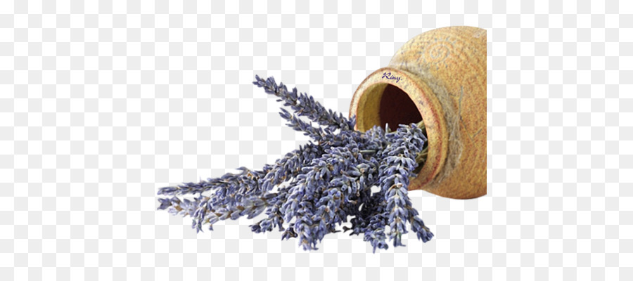 Inglês Lavanda，Flor PNG