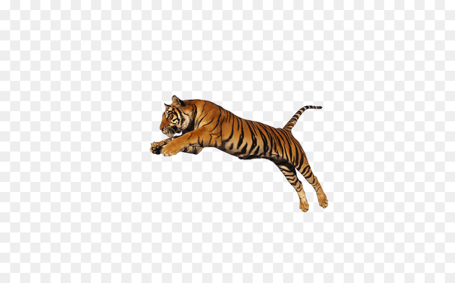 Leão，Siberian Tiger PNG