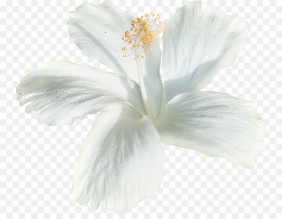 Branco，Flor PNG