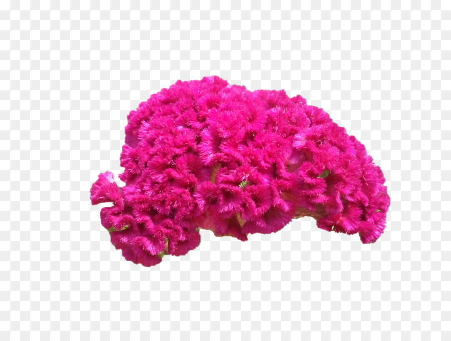 Flores De Corte，Rosa M PNG