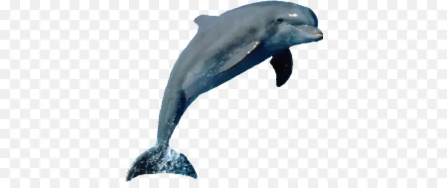 Dolphin，Boto PNG