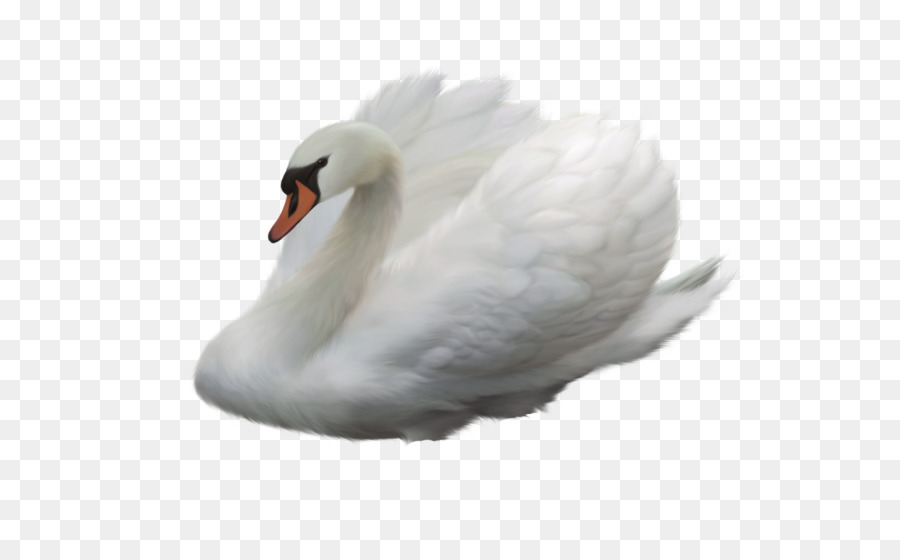 Cisne，Pássaro PNG