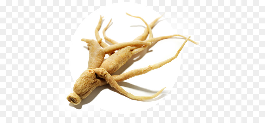 Raiz De Ginseng，Erva PNG