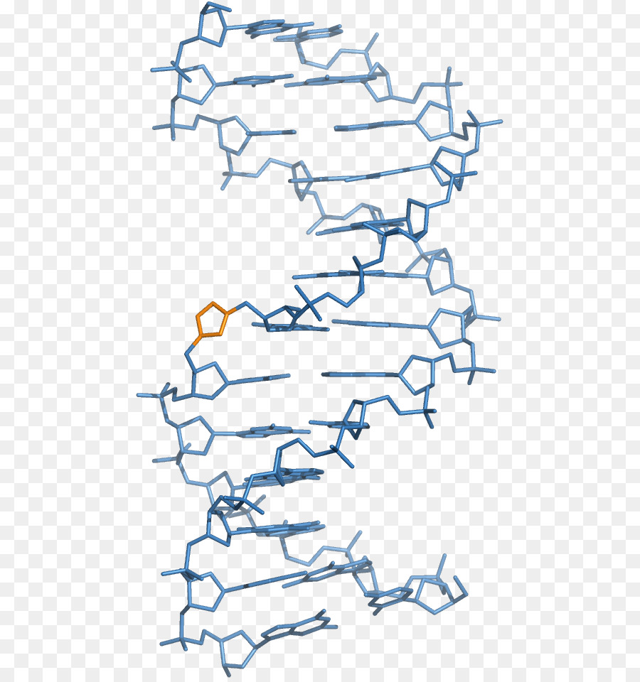 Peptídeo De ácido Nucleico，Bloqueado ácido Nucleico PNG