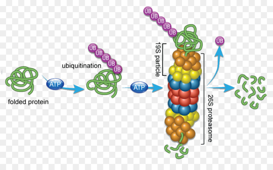 Proteostase，Proteassoma PNG