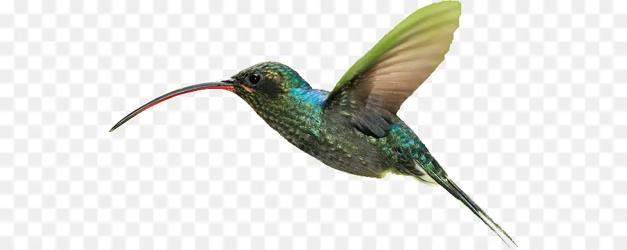 Colibri，Vôo PNG