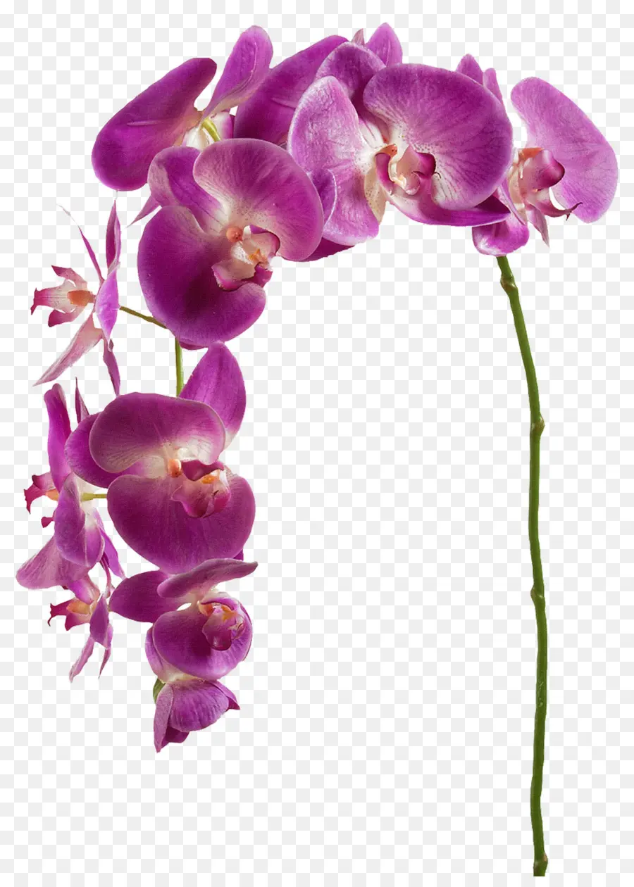 Orquídeas，Flor PNG