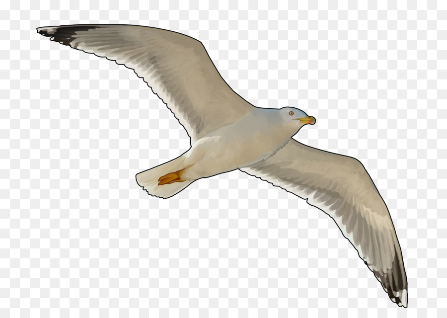 Gaivota，Vôo PNG