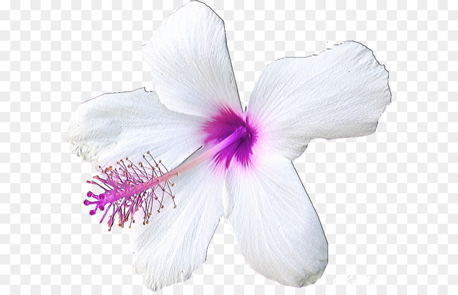 Hibisco， PNG