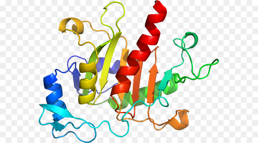 Estrutura Proteica，Biologia PNG