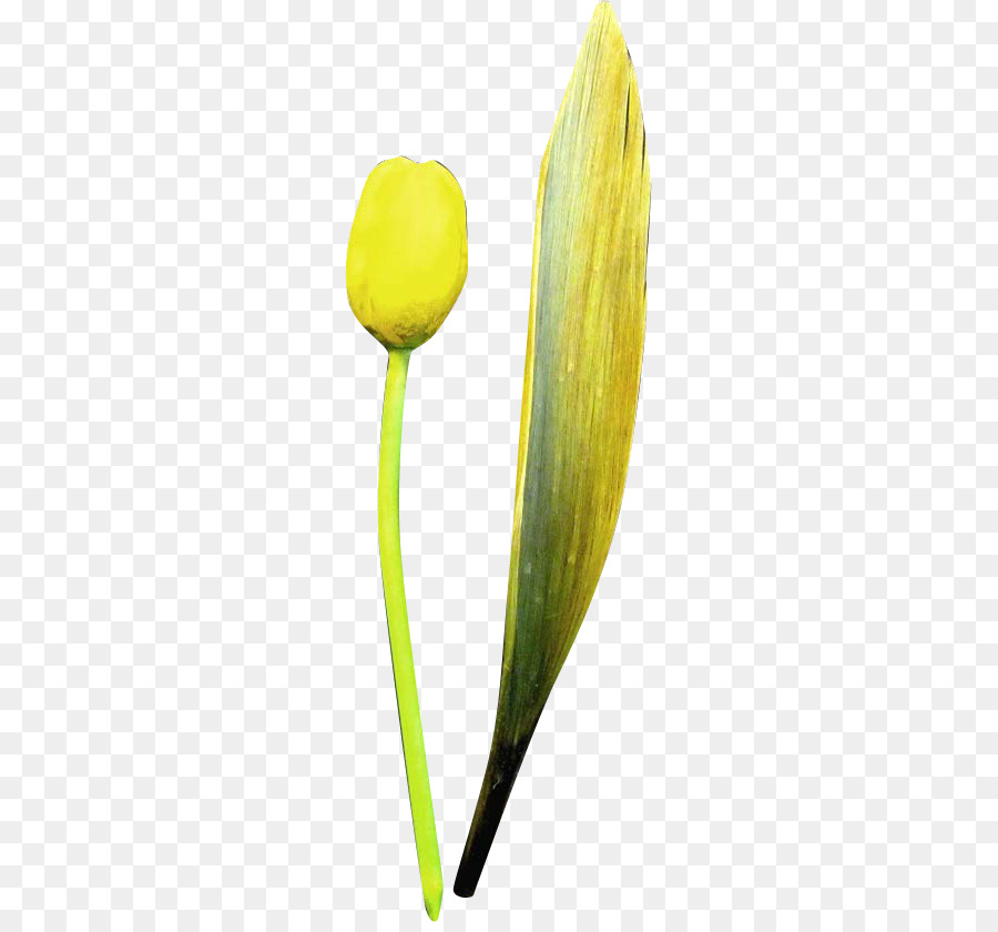 Tulip，Pétala PNG