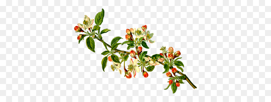 Apple，Malus Sylvestris PNG