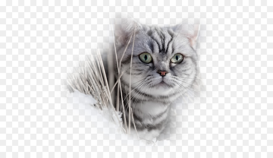 American Shorthair，Gatinho PNG