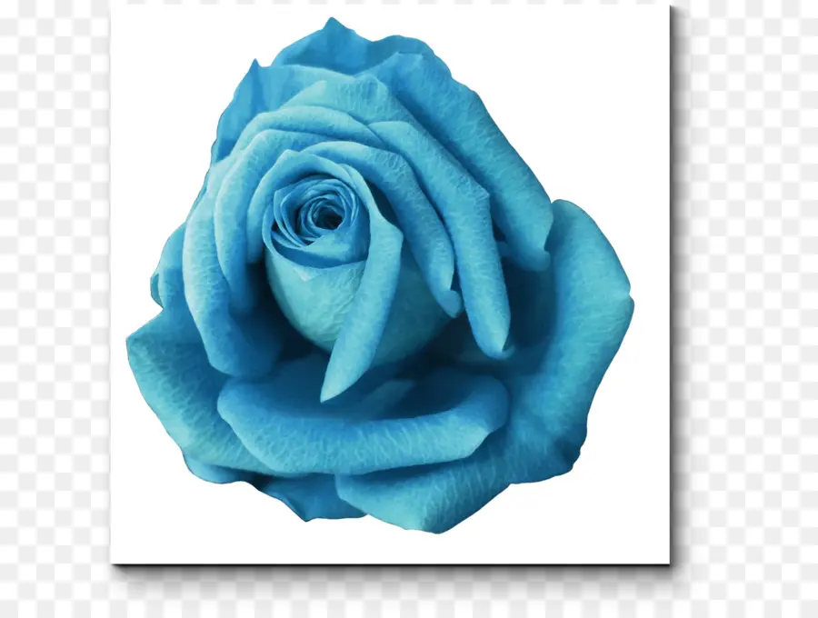 Rosa Azul，Rosa PNG