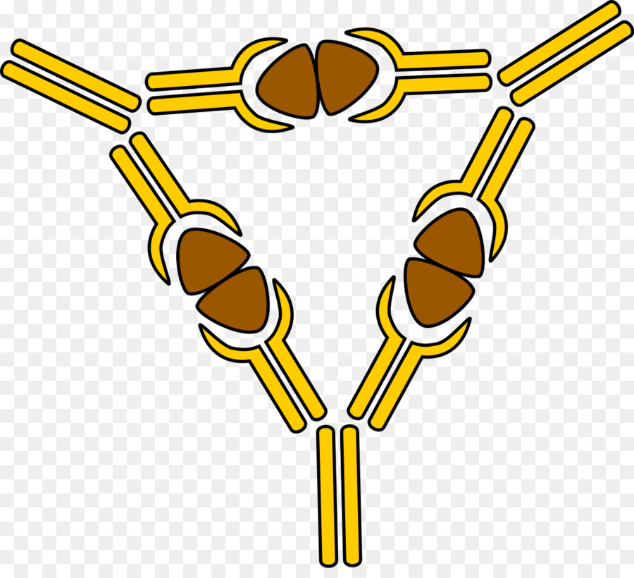 Complexos Imunes，Principal Complexo De Histocompatibilidade PNG