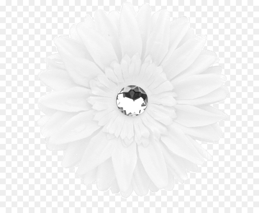 Transvaal Daisy，Branco PNG