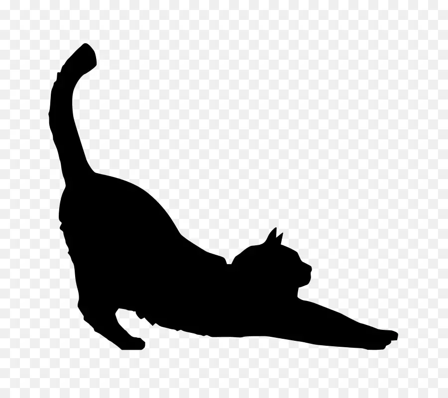 Gato，Gato Preto PNG