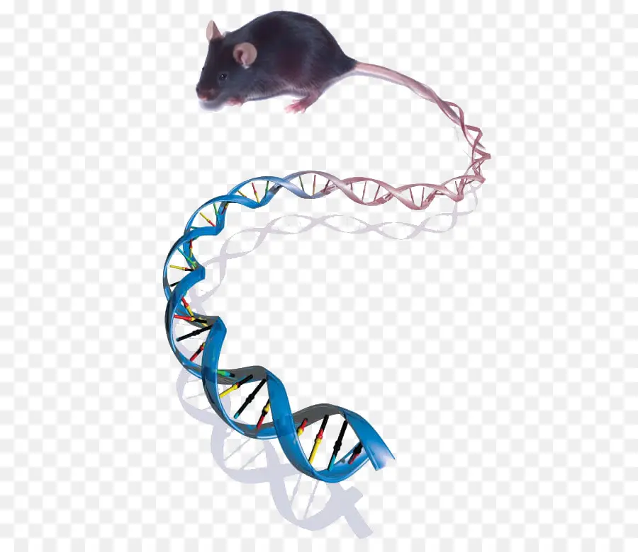 Rato E Dna，Genética PNG