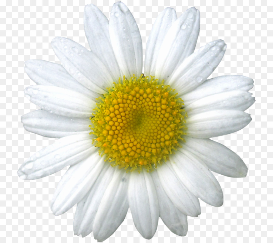 Margarida，Branco PNG