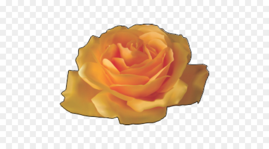 Rosa，Flor PNG