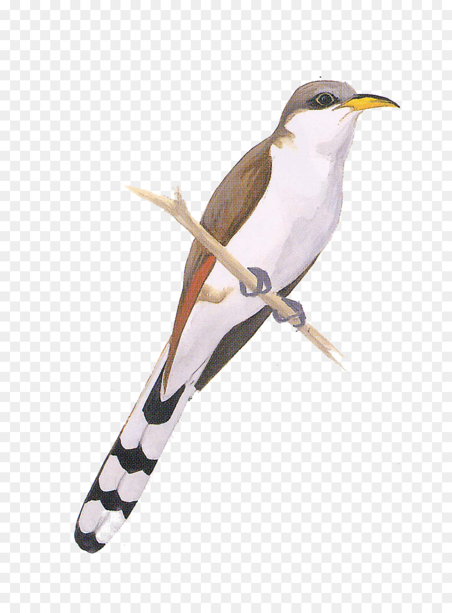 Aves，Aves Da América Do Norte PNG