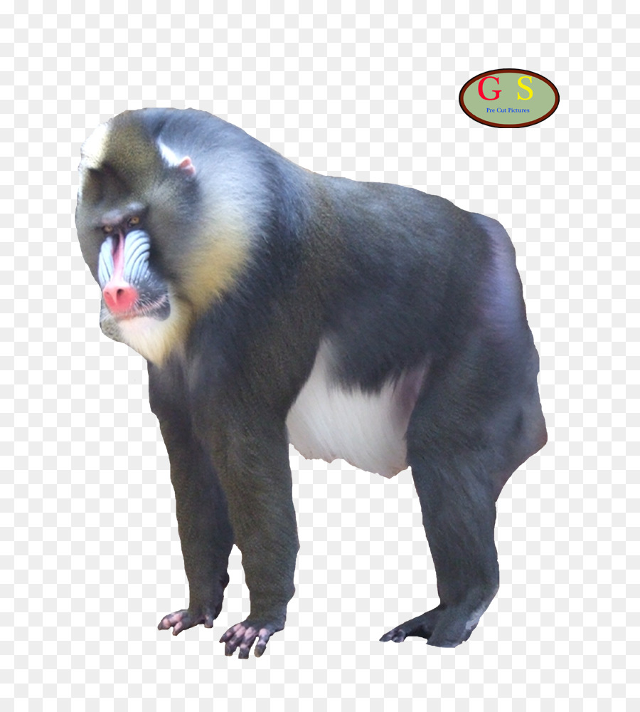 Mandril，De Primatas PNG