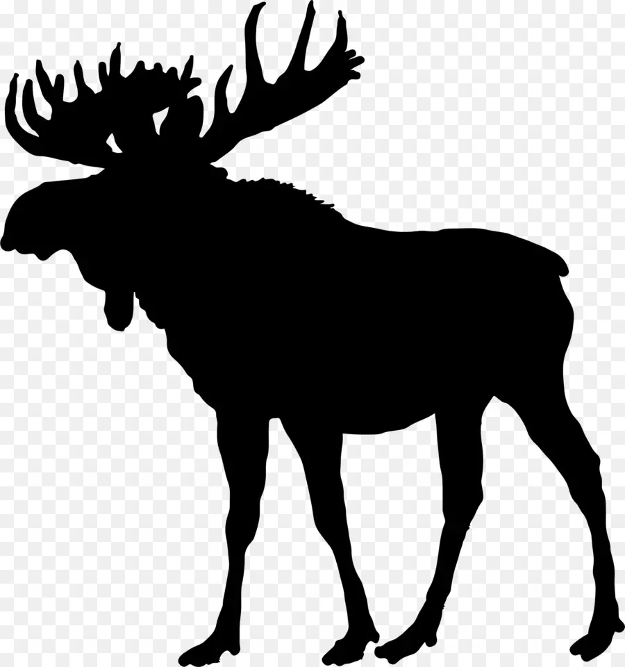 Moose，Veado PNG