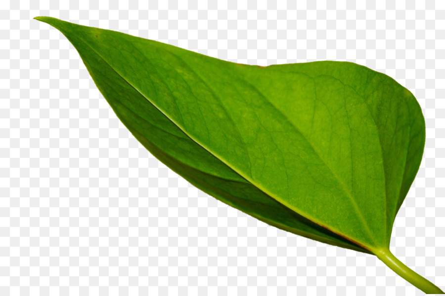 Folhas Verdes，Natureza PNG