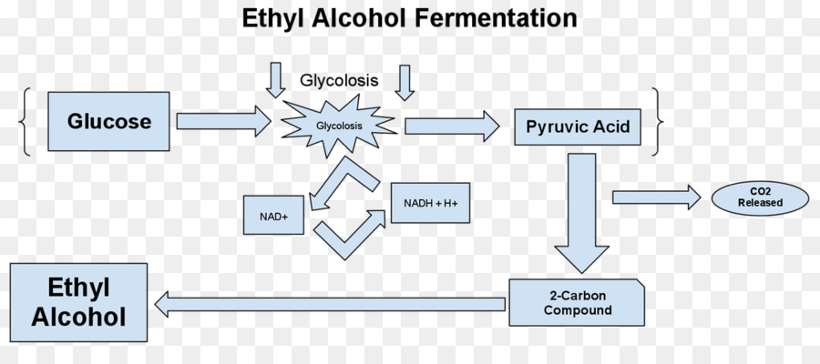 Fermentação Com Álcool Etílico，Glicose PNG